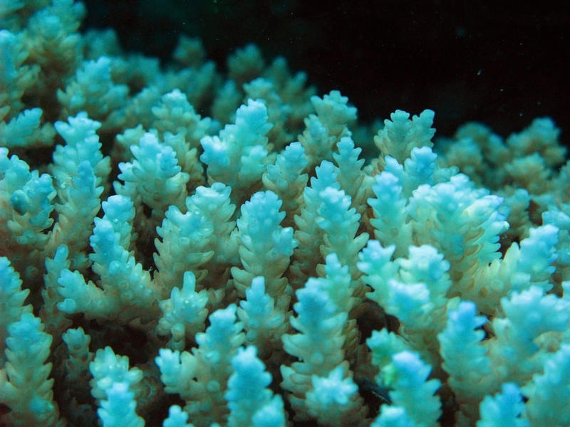 close up on hard corals growing in the wild