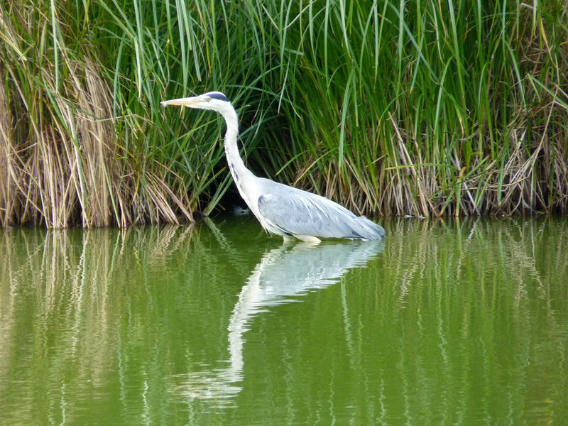 <p>Heron on Lake</p>