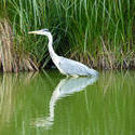 4207   heron reflection