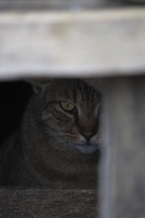 a cat palying hide and seek