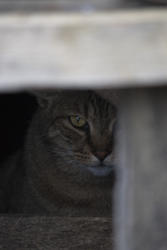 3229-cat hide and seek