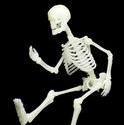 2988-human skeleton