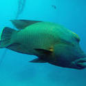 3349-humphead wrasse