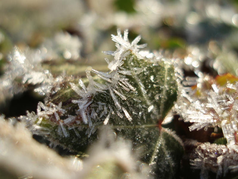 macro image of long ice crystals growing on an ivy leaf