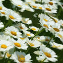 4319   Daisies