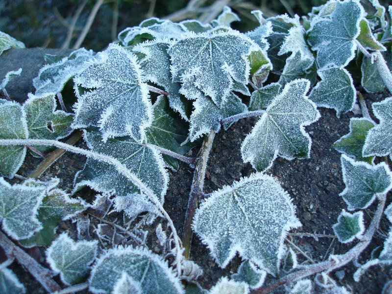 3487-icy leaves