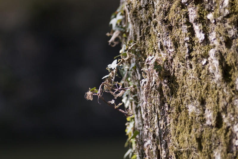 ivy, moss and lichen growing on the side of a tree trunk