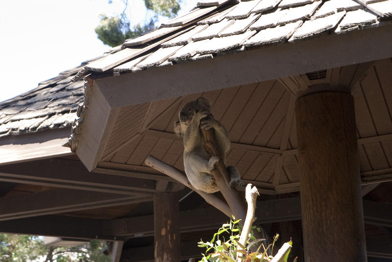 a koala in a wildlife park