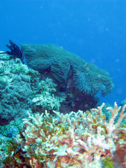 An anemonefish and an large sea anemone