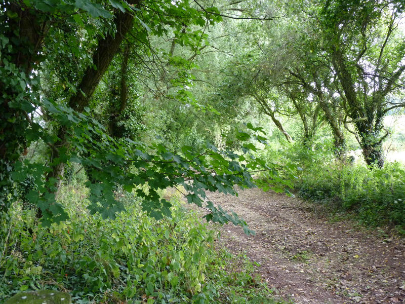 <p>Leafy English Lane</p>