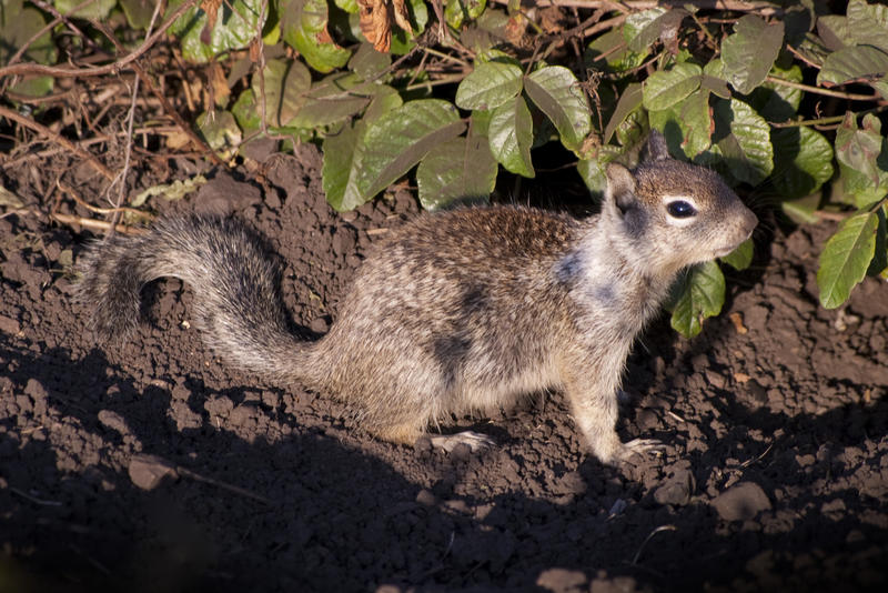 a cute little squirrel