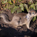 3231-small squirrel
