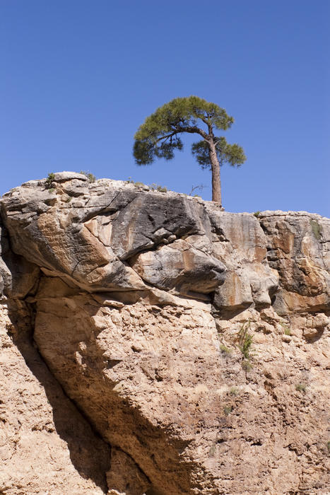 a lone tree clings on to life on the rim of the grand canyon