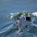 4318   loon diving under