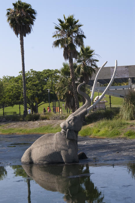 Reconstruction of a mammouth stuck in tarpits at Rancho La Brea