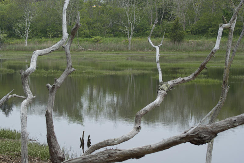 <p>Marsh With Bare Trees</p>A calm marsh with bare trees in the spring