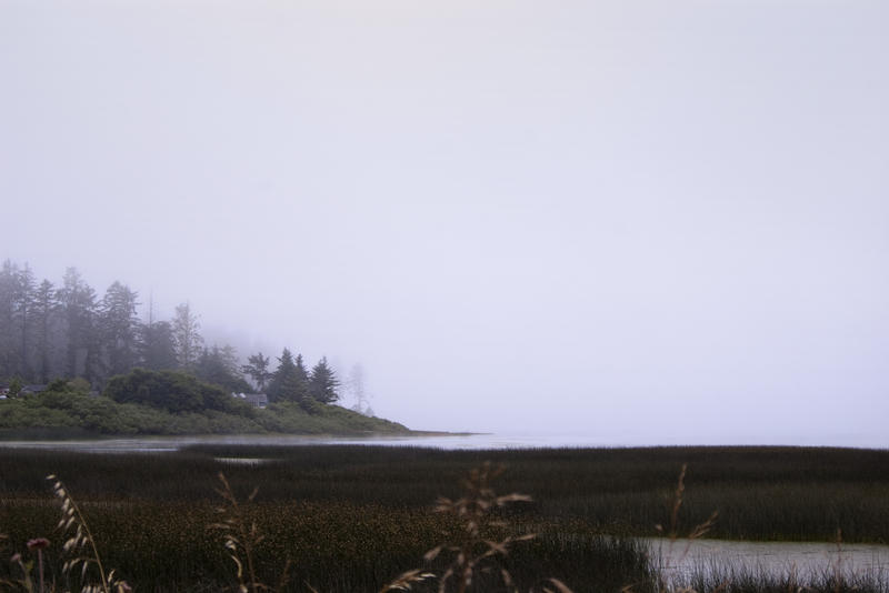 reed beds by a lake obscured on a misty morning