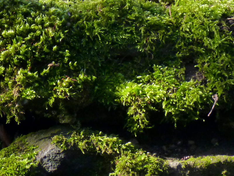 <p>Moss covered rock in the grounds of Kingston Lacey.jpg.</p>