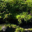 3857-moss_green_background.jpg