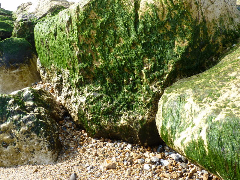 <p>&nbsp;Wet Rock on the Seashore</p>