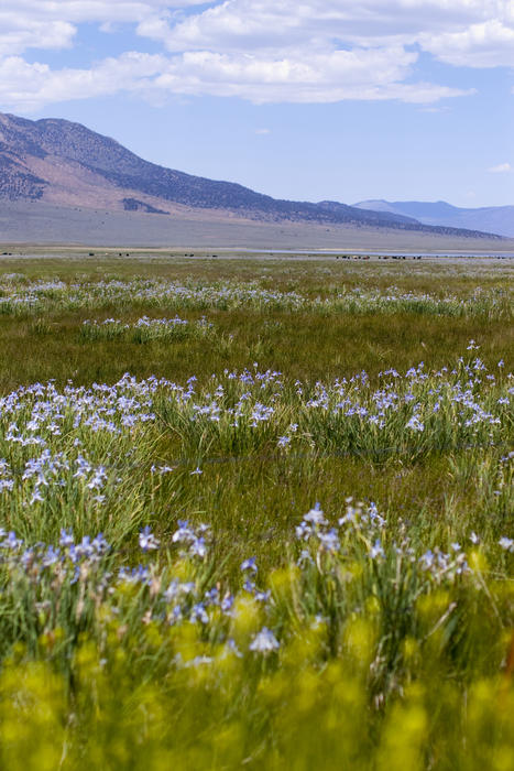 flowers growing wild in the mountains of the sierra navada, california