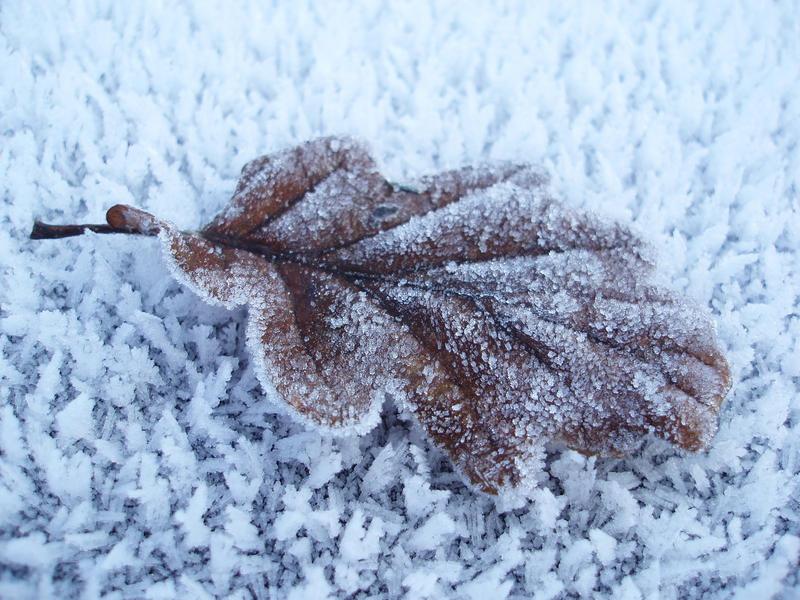 a single oak leaf covered in frost