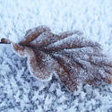 3505-frozen oak leaf
