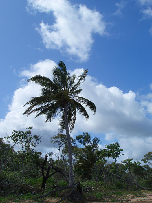 a tropical palm tree growing in sandy soil on the seafront        