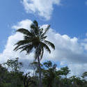 4110-tropical palm