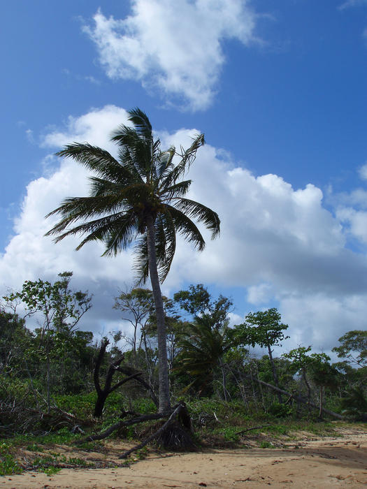 coconut palm tree standing on a tropical beach