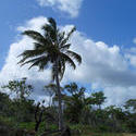 4093   coconut palm