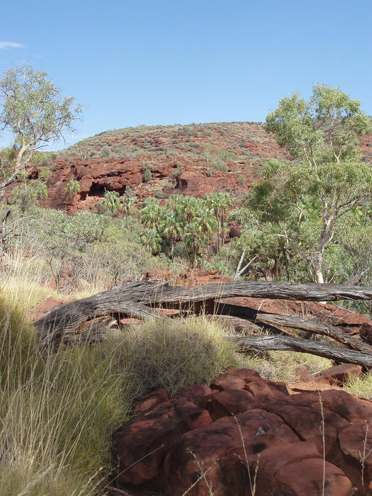 red rocks and rare palm trees in palm valley, NT australia