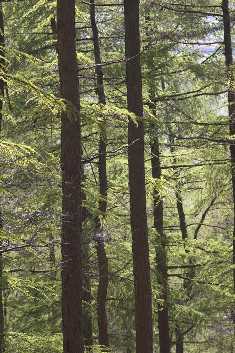 can't see the wood for the trees, lines of pine trees in a forest