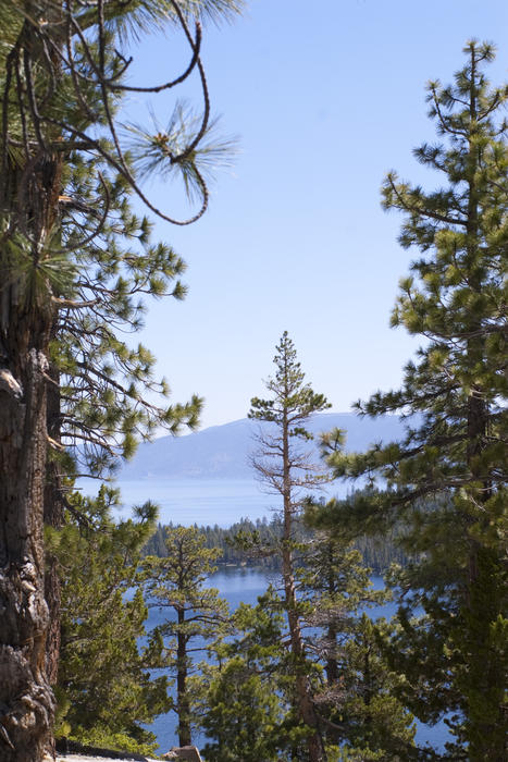 Pine trees in the sierra nevada, overlooking lake tahoe, California