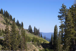 3029-pine_woodland.jpg