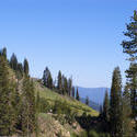 3029-pine_woodland.jpg