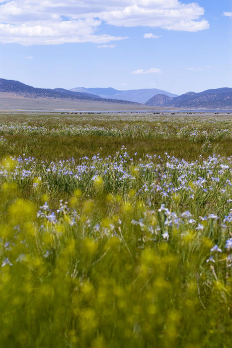 flowers growing wild in the high country, sierra navada, california