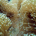 3351-soft coral polyps