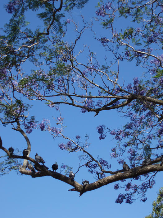 a row of pigeons sitting in a jacaranda tree against a blue sky