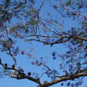 4368   jacaranda tree