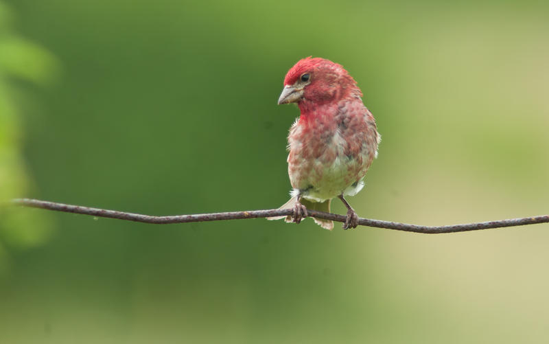 <p>Purple Finch photographed at the Carden Alvar, near Kirkfield, Ontario, Canada.&nbsp;</p>