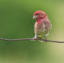 4284   purplefinch carden june212011