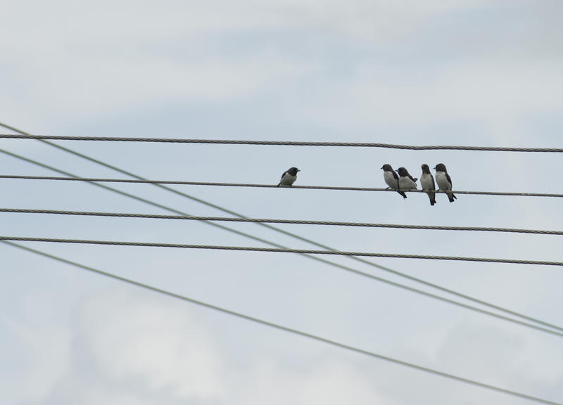 birds on a wire, one bird looking towards 4 others, concept making up, discussion