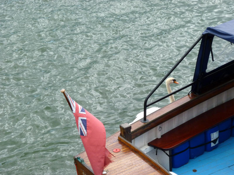 <p>&nbsp;Swan and boat on the river Dart</p>