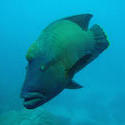 3352-humphead wrasse