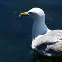 4310   Seagull Closeup