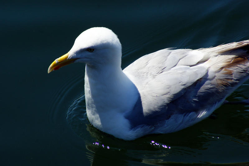 <p>Seagull Swimming Closeup</p>Seagull closeup swimming