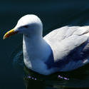 4311   Seagull Closeup