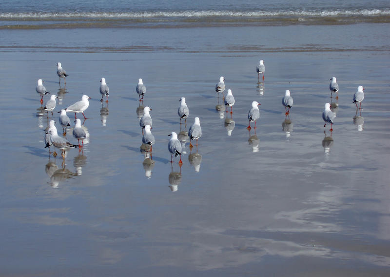 a flock of seagulls looking for food on a beach