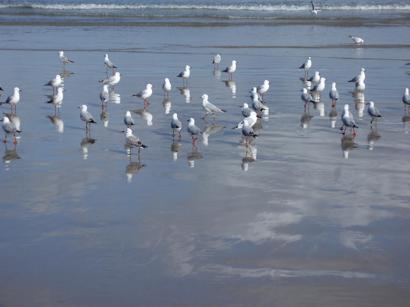 seagulls hunting for worms on a beach 